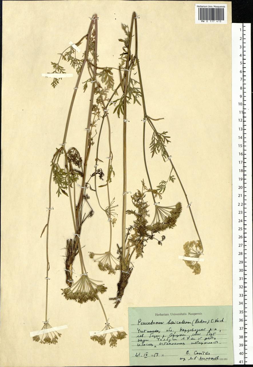 Китагавия байкальская (Redowsky ex Willd.) Pimenov, Сибирь, Прибайкалье и Забайкалье (S4) (Россия)
