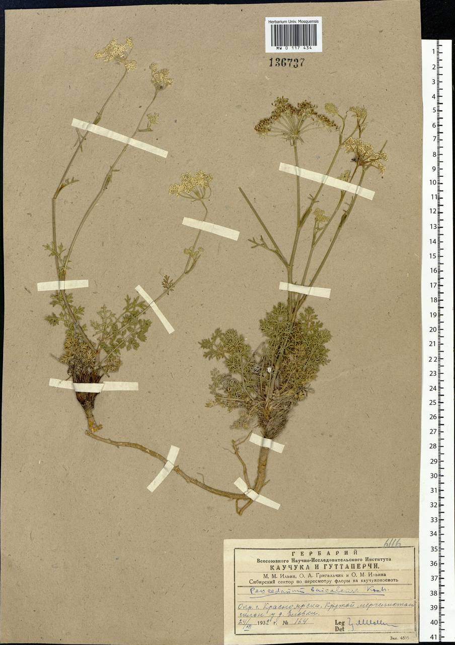 Китагавия байкальская (Redowsky ex Willd.) Pimenov, Сибирь, Центральная Сибирь (S3) (Россия)