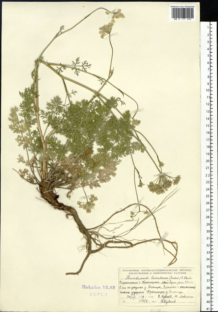 Китагавия байкальская (Redowsky ex Willd.) Pimenov, Сибирь, Центральная Сибирь (S3) (Россия)
