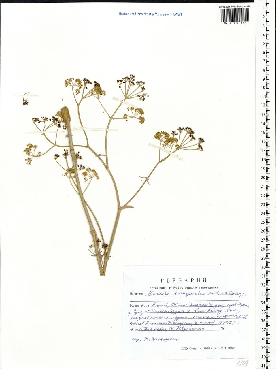 Ферула джунгарская Pall. ex Schult., Сибирь, Алтай и Саяны (S2) (Россия)