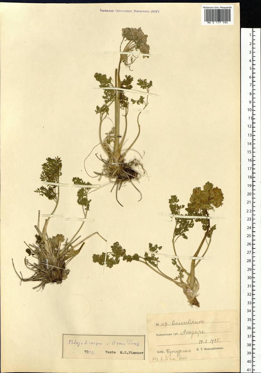 Вздутоплодник волосистый (Turcz. ex Fisch. & C. A. Mey.) Turcz. ex Ledeb., Сибирь, Чукотка и Камчатка (S7) (Россия)