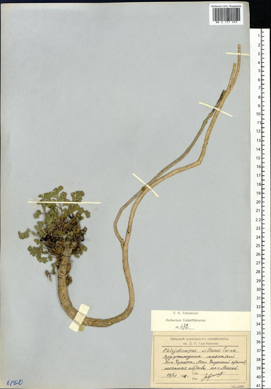 Вздутоплодник волосистый (Turcz. ex Fisch. & C. A. Mey.) Turcz. ex Ledeb., Сибирь, Чукотка и Камчатка (S7) (Россия)