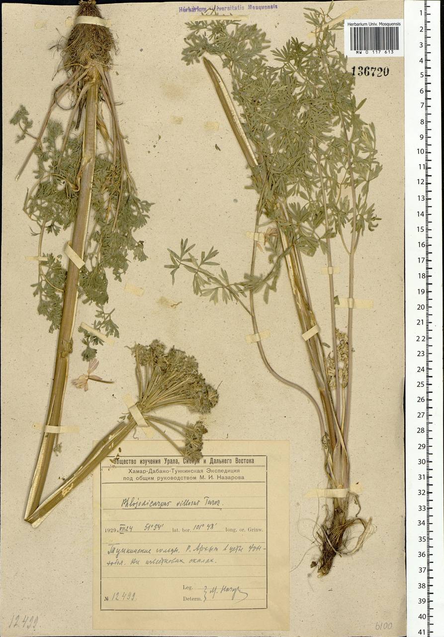 Вздутоплодник волосистый (Turcz. ex Fisch. & C. A. Mey.) Turcz. ex Ledeb., Сибирь, Прибайкалье и Забайкалье (S4) (Россия)