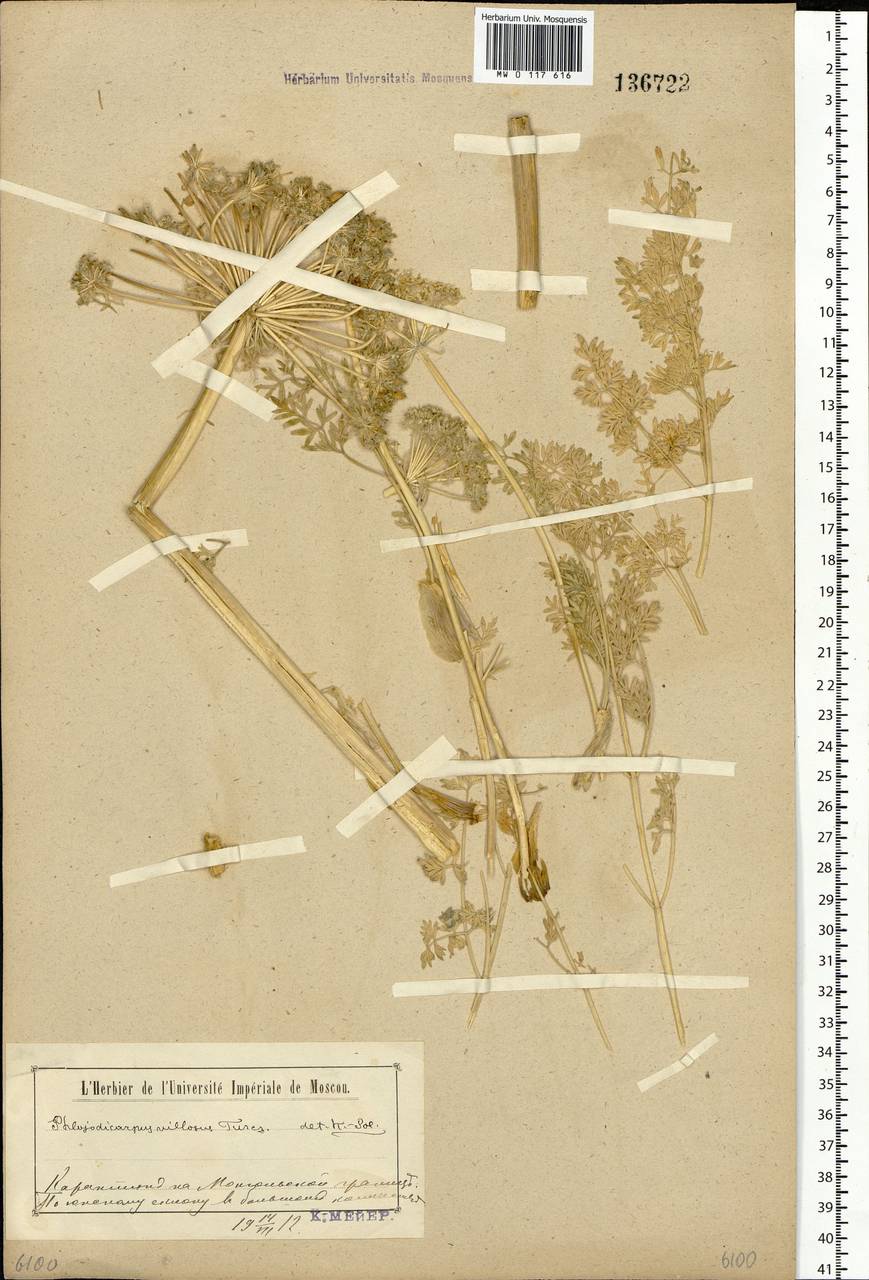 Вздутоплодник волосистый (Turcz. ex Fisch. & C. A. Mey.) Turcz. ex Ledeb., Сибирь, Прибайкалье и Забайкалье (S4) (Россия)