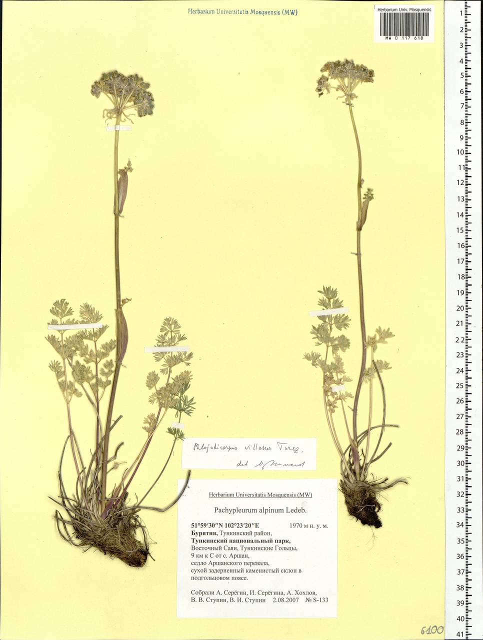 Вздутоплодник волосистый (Turcz. ex Fisch. & C. A. Mey.) Turcz. ex Ledeb., Сибирь, Прибайкалье и Забайкалье (S4) (Россия)