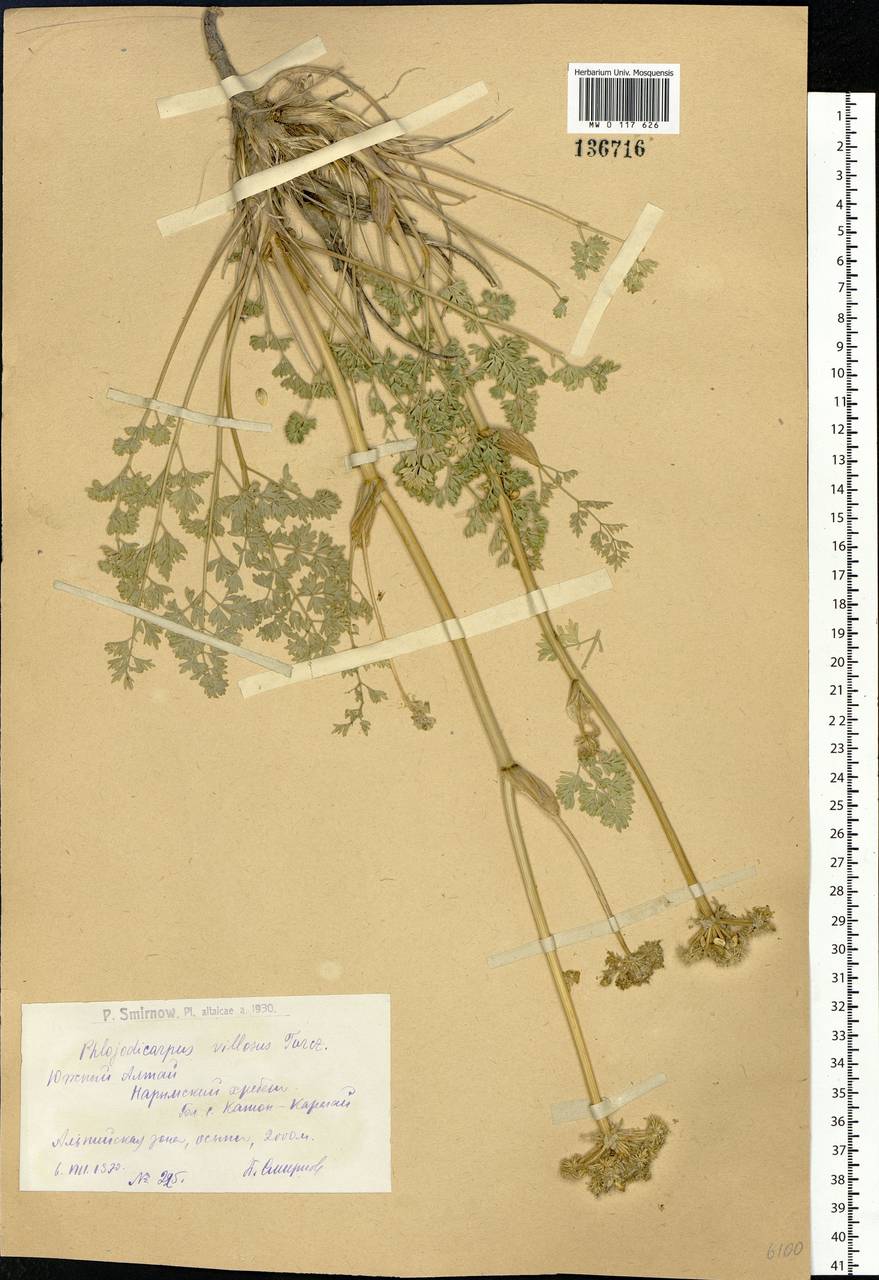 Вздутоплодник волосистый (Turcz. ex Fisch. & C. A. Mey.) Turcz. ex Ledeb., Сибирь, Западный (Казахстанский) Алтай (S2a) (Казахстан)
