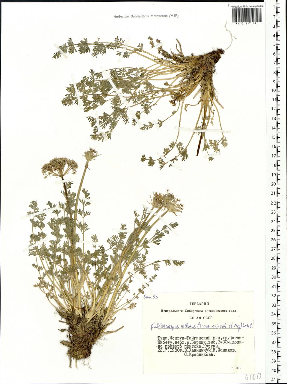 Вздутоплодник волосистый (Turcz. ex Fisch. & C. A. Mey.) Turcz. ex Ledeb., Сибирь, Алтай и Саяны (S2) (Россия)