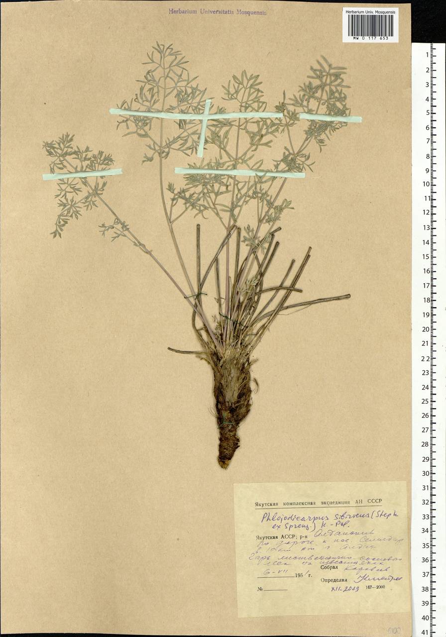 Вздутоплодник сибирский (Stephan ex Fisch.) Koso-Pol., Сибирь, Якутия (S5) (Россия)