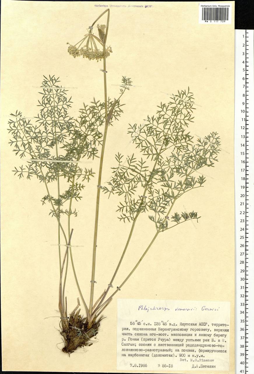 Вздутоплодник сибирский Комарова (Gorovoj) Vorosch., Сибирь, Якутия (S5) (Россия)
