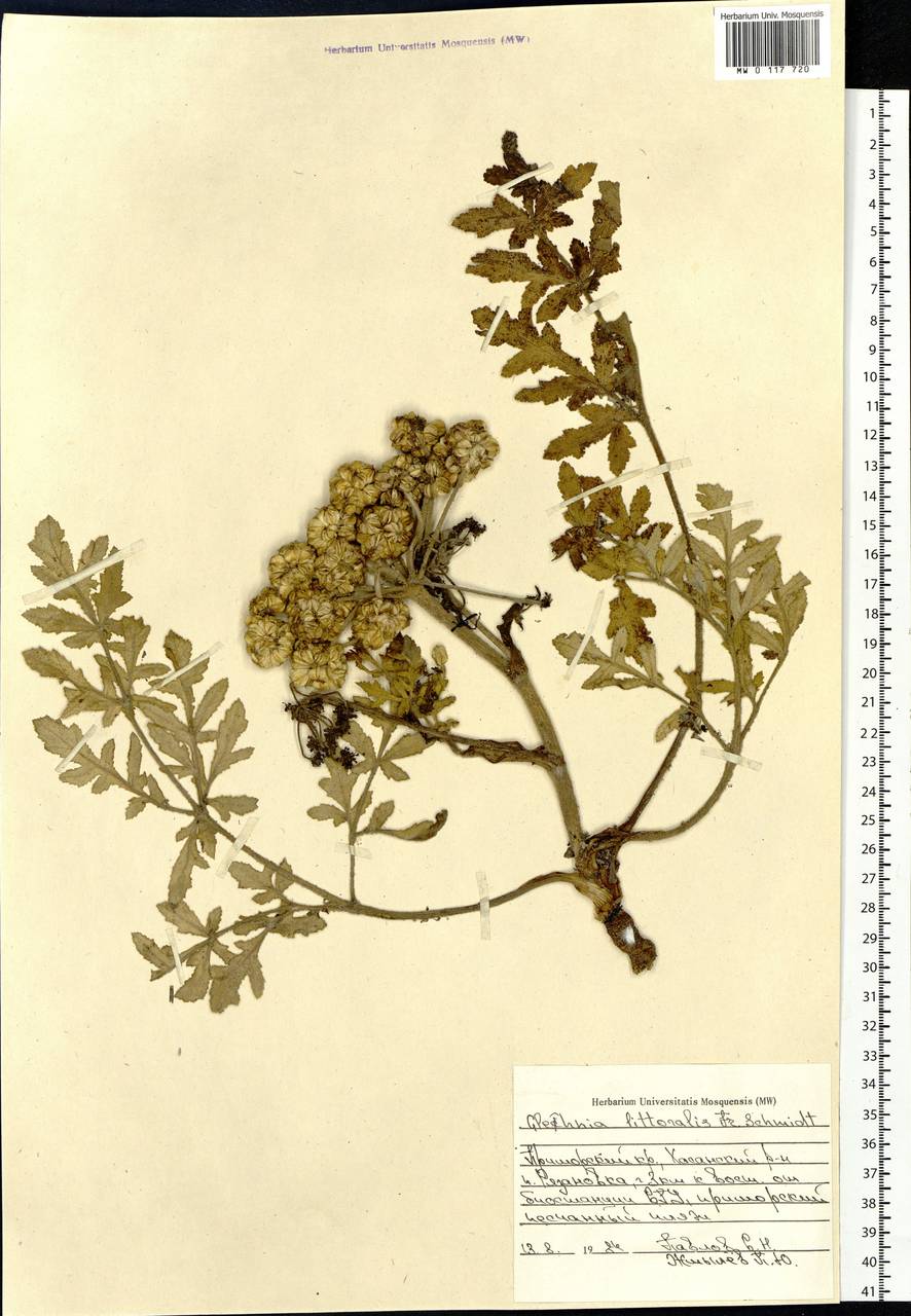 Гления прибрежная (A. Gray) F. Schmidt ex Miq., Сибирь, Дальний Восток (S6) (Россия)