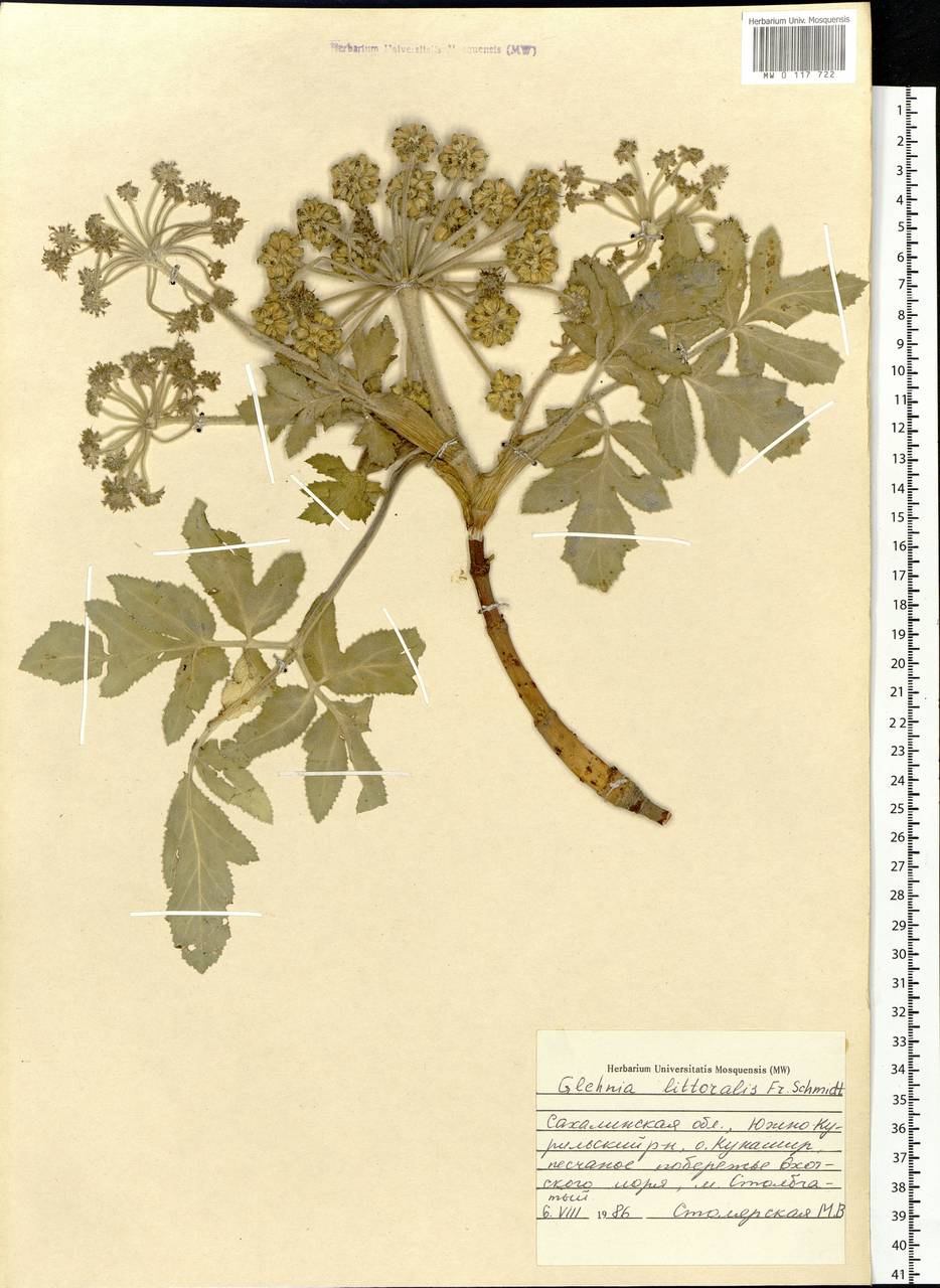 Гления прибрежная (A. Gray) F. Schmidt ex Miq., Сибирь, Дальний Восток (S6) (Россия)