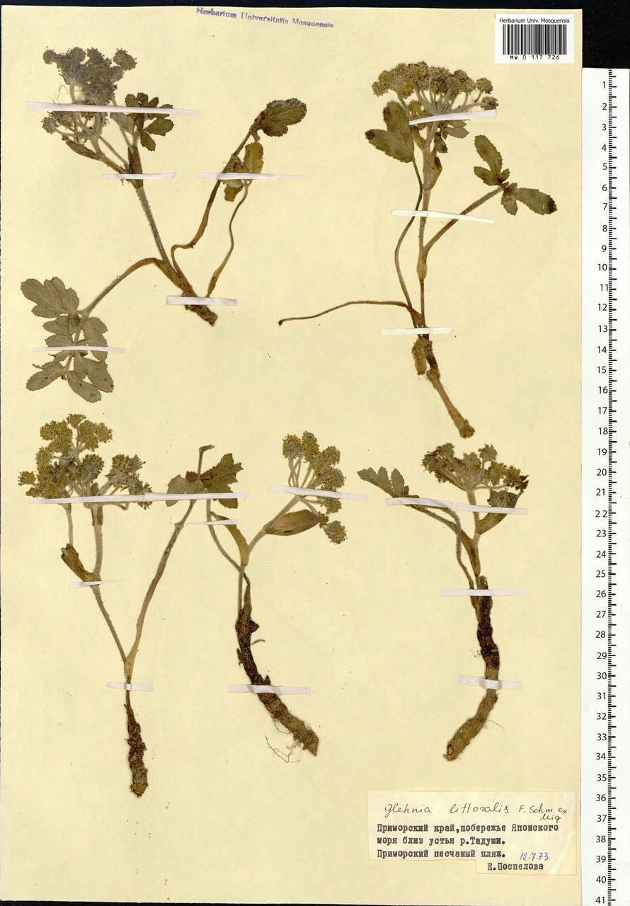 Гления прибрежная (A. Gray) F. Schmidt ex Miq., Сибирь, Дальний Восток (S6) (Россия)