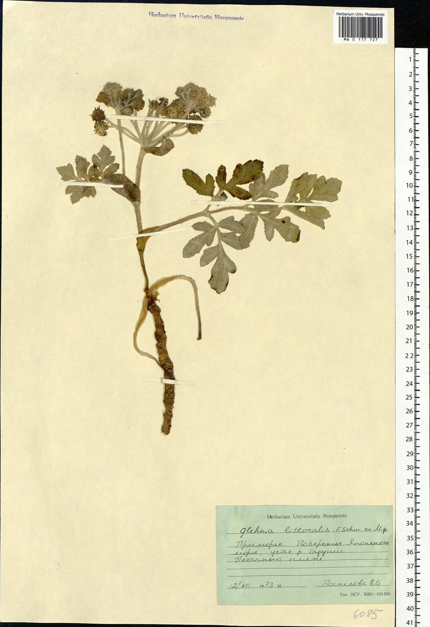 Гления прибрежная (A. Gray) F. Schmidt ex Miq., Сибирь, Дальний Восток (S6) (Россия)