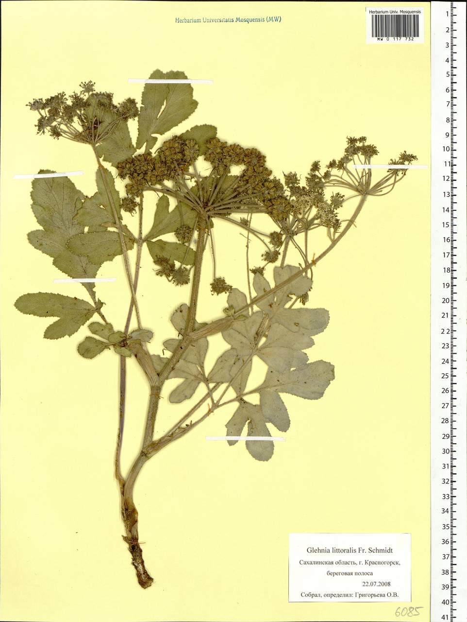 Гления прибрежная (A. Gray) F. Schmidt ex Miq., Сибирь, Дальний Восток (S6) (Россия)