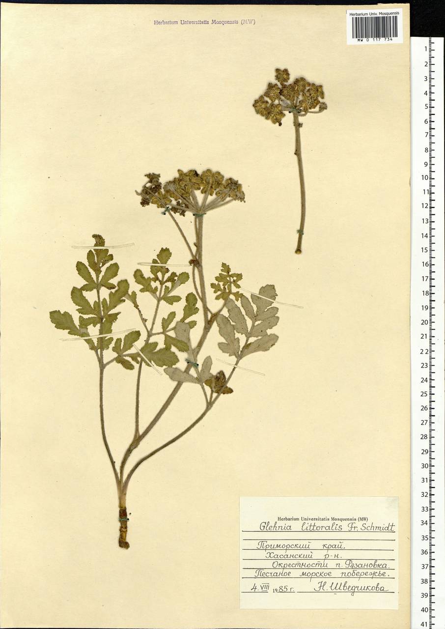 Гления прибрежная (A. Gray) F. Schmidt ex Miq., Сибирь, Дальний Восток (S6) (Россия)