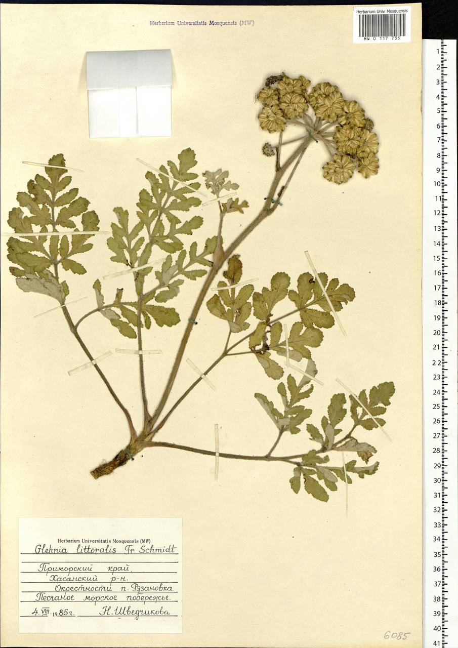 Гления прибрежная (A. Gray) F. Schmidt ex Miq., Сибирь, Дальний Восток (S6) (Россия)
