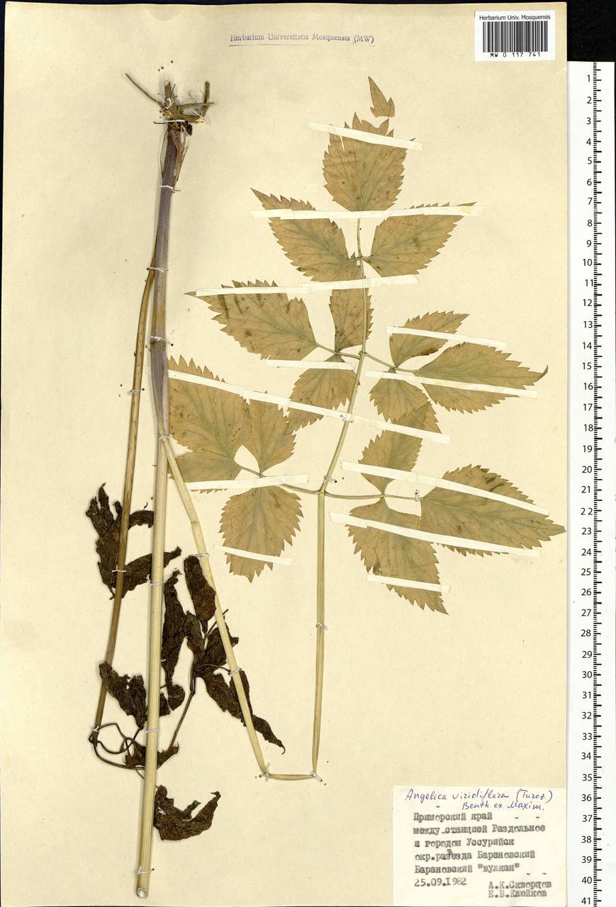 Ostericum viridiflorum (Turcz.) Kitag., Сибирь, Дальний Восток (S6) (Россия)
