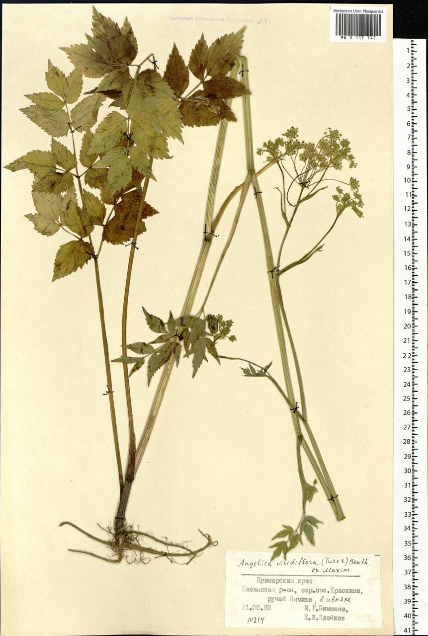 Ostericum viridiflorum (Turcz.) Kitag., Сибирь, Дальний Восток (S6) (Россия)