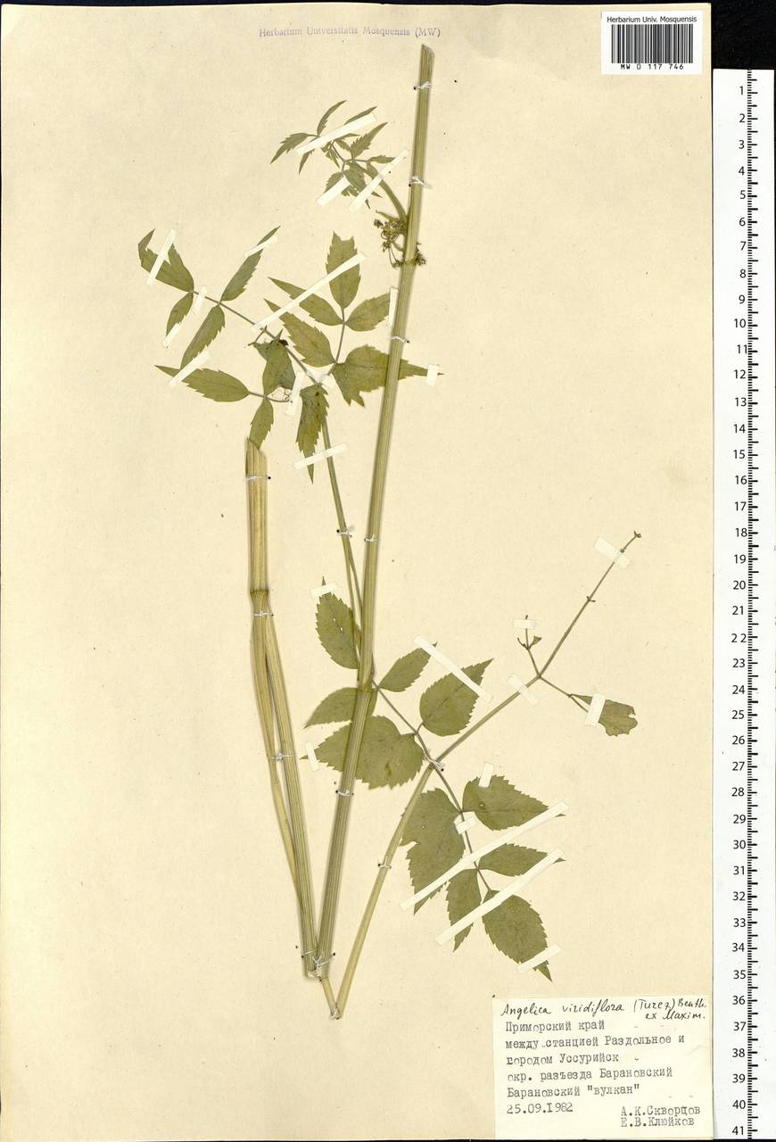 Ostericum viridiflorum (Turcz.) Kitag., Сибирь, Дальний Восток (S6) (Россия)