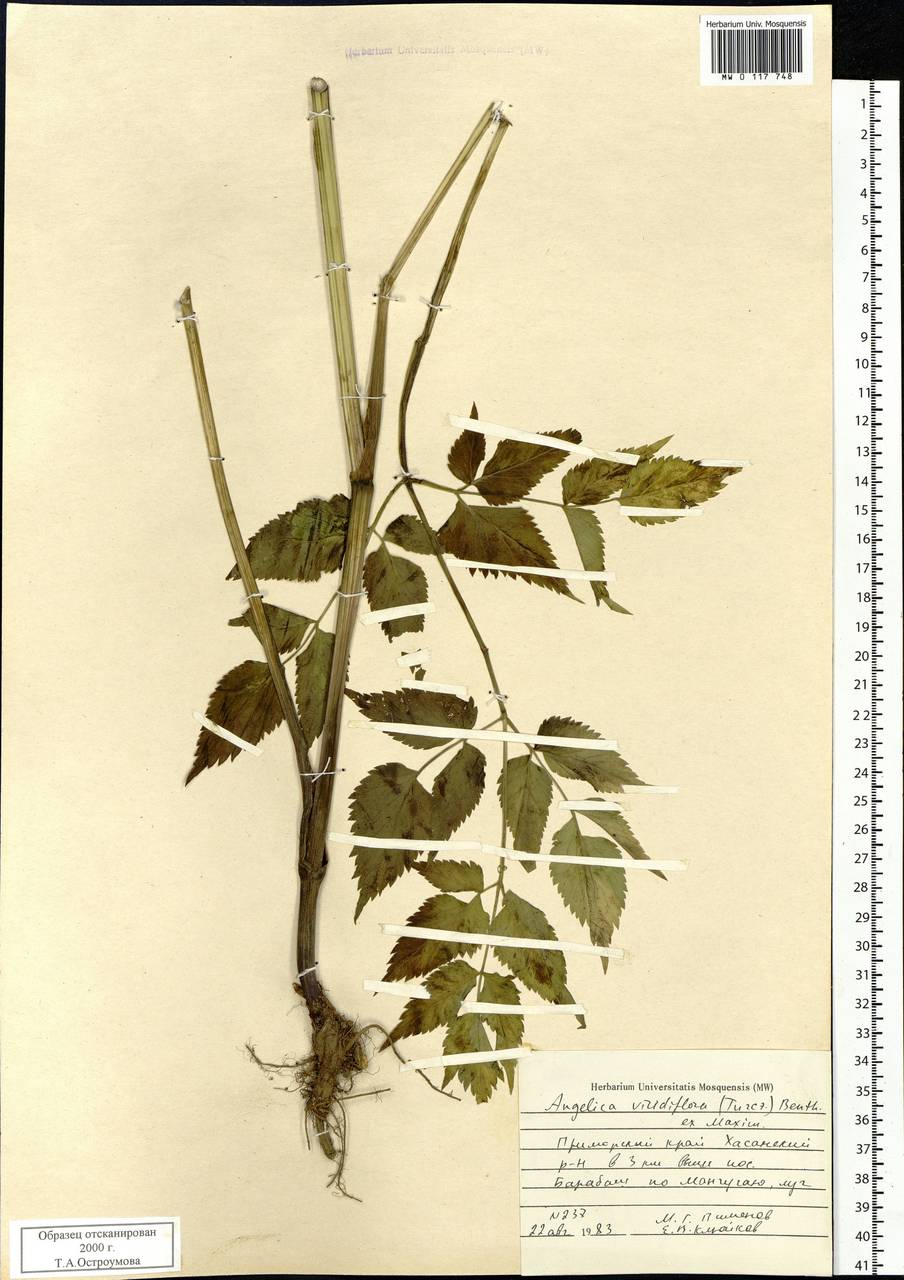 Ostericum viridiflorum (Turcz.) Kitag., Сибирь, Дальний Восток (S6) (Россия)