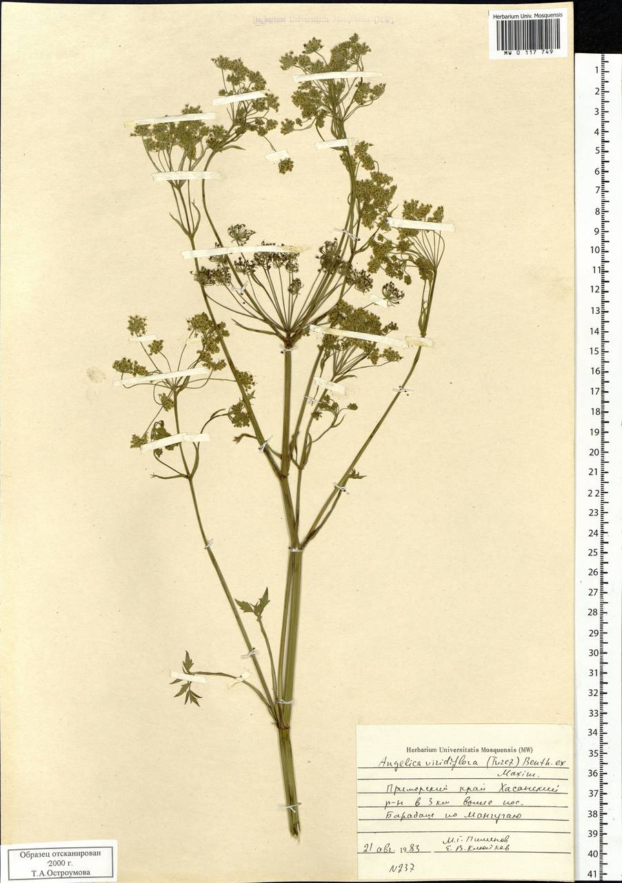 Ostericum viridiflorum (Turcz.) Kitag., Сибирь, Дальний Восток (S6) (Россия)
