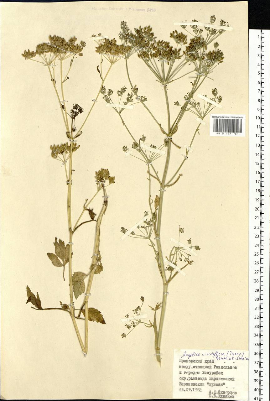 Ostericum viridiflorum (Turcz.) Kitag., Сибирь, Дальний Восток (S6) (Россия)
