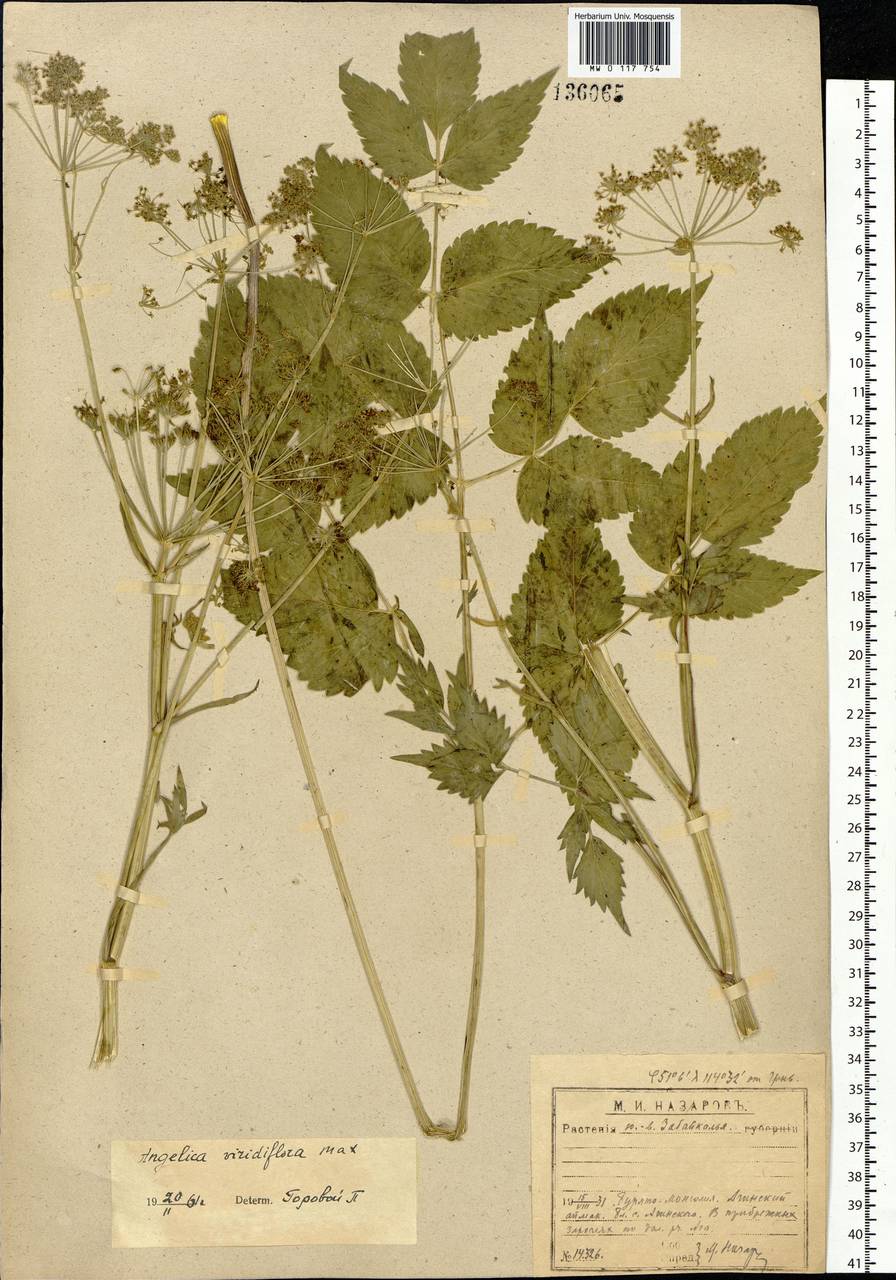 Ostericum viridiflorum (Turcz.) Kitag., Сибирь, Прибайкалье и Забайкалье (S4) (Россия)