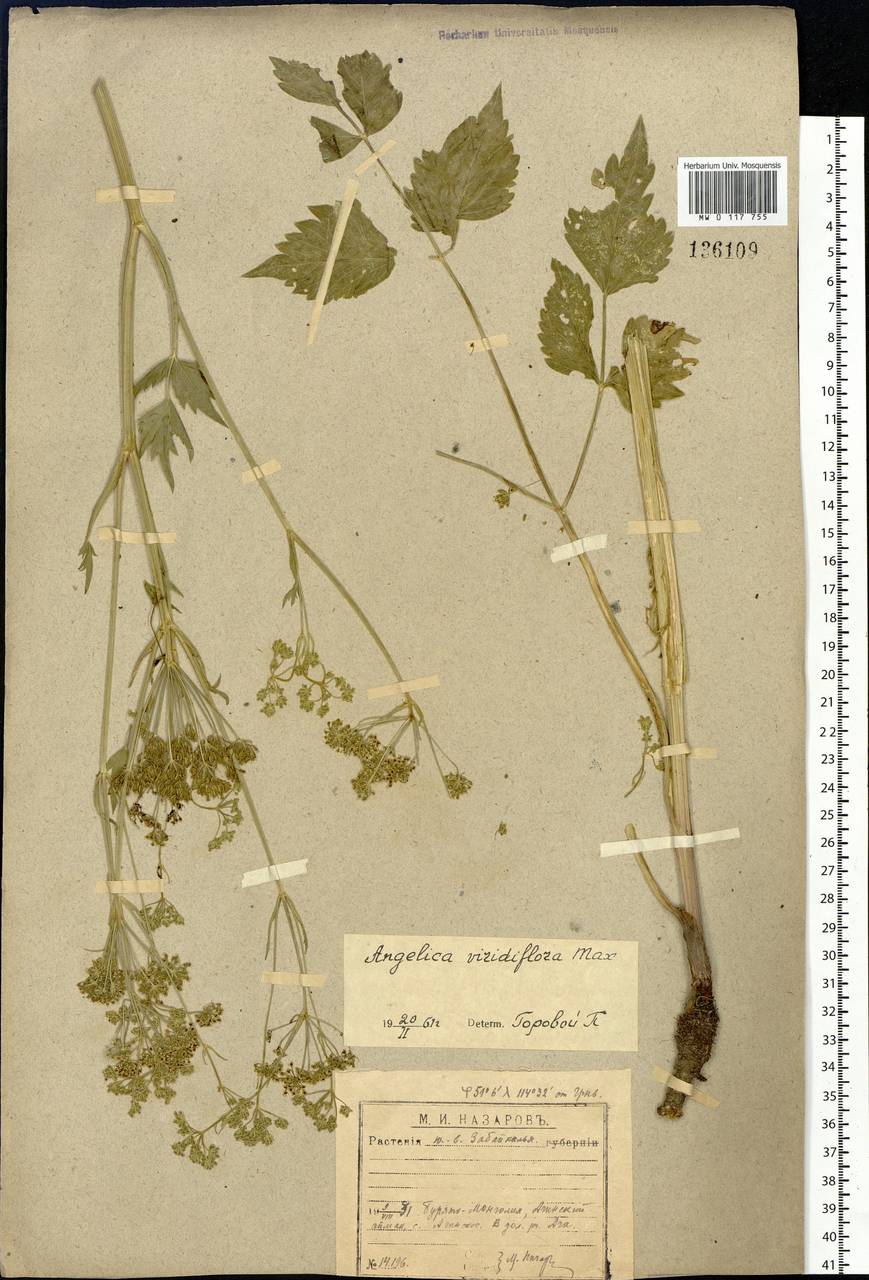 Ostericum viridiflorum (Turcz.) Kitag., Сибирь, Прибайкалье и Забайкалье (S4) (Россия)