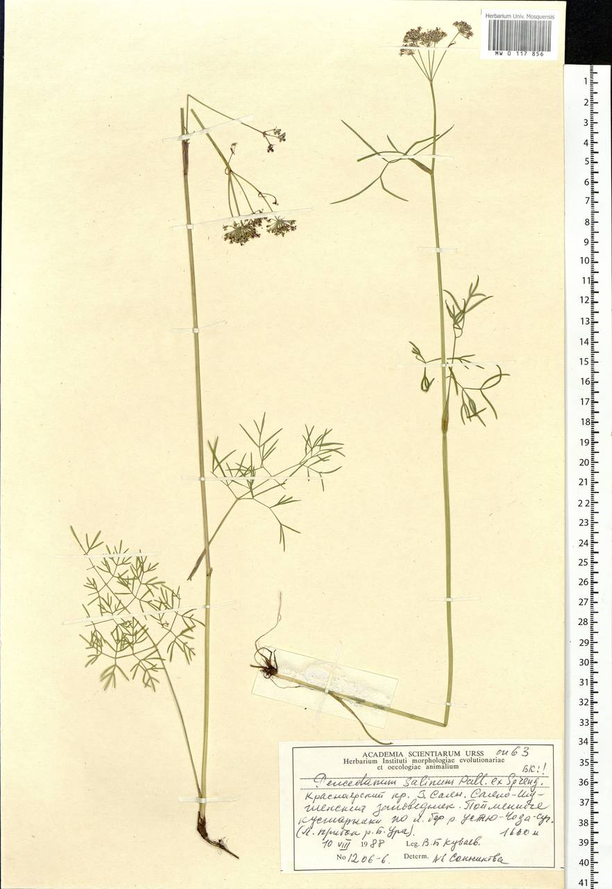 Остерикум тонколистный (Pall. ex Spreng.) Y. C. Chu, Сибирь, Алтай и Саяны (S2) (Россия)