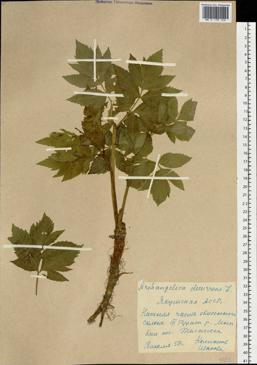 Дудник низбегающий, Дягиль низбегающий (Ledeb.) B. Fedtsch., Сибирь, Якутия (S5) (Россия)