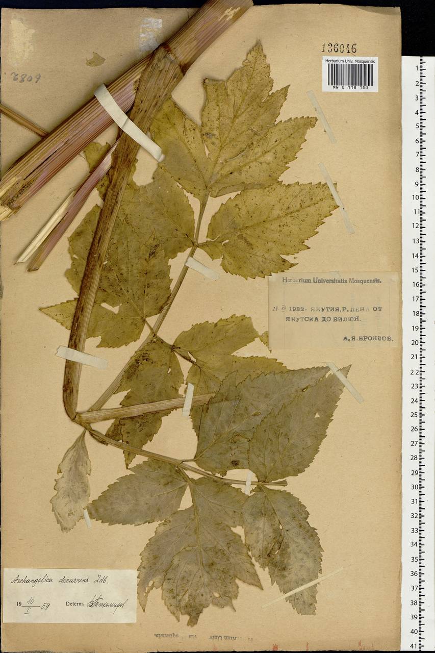 Дудник низбегающий, Дягиль низбегающий (Ledeb.) B. Fedtsch., Сибирь, Якутия (S5) (Россия)