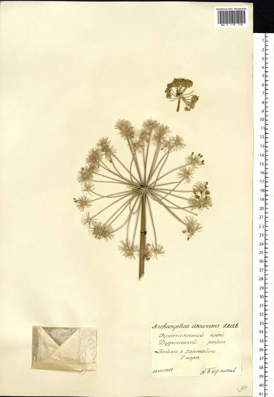 Дудник низбегающий, Дягиль низбегающий (Ledeb.) B. Fedtsch., Сибирь, Центральная Сибирь (S3) (Россия)