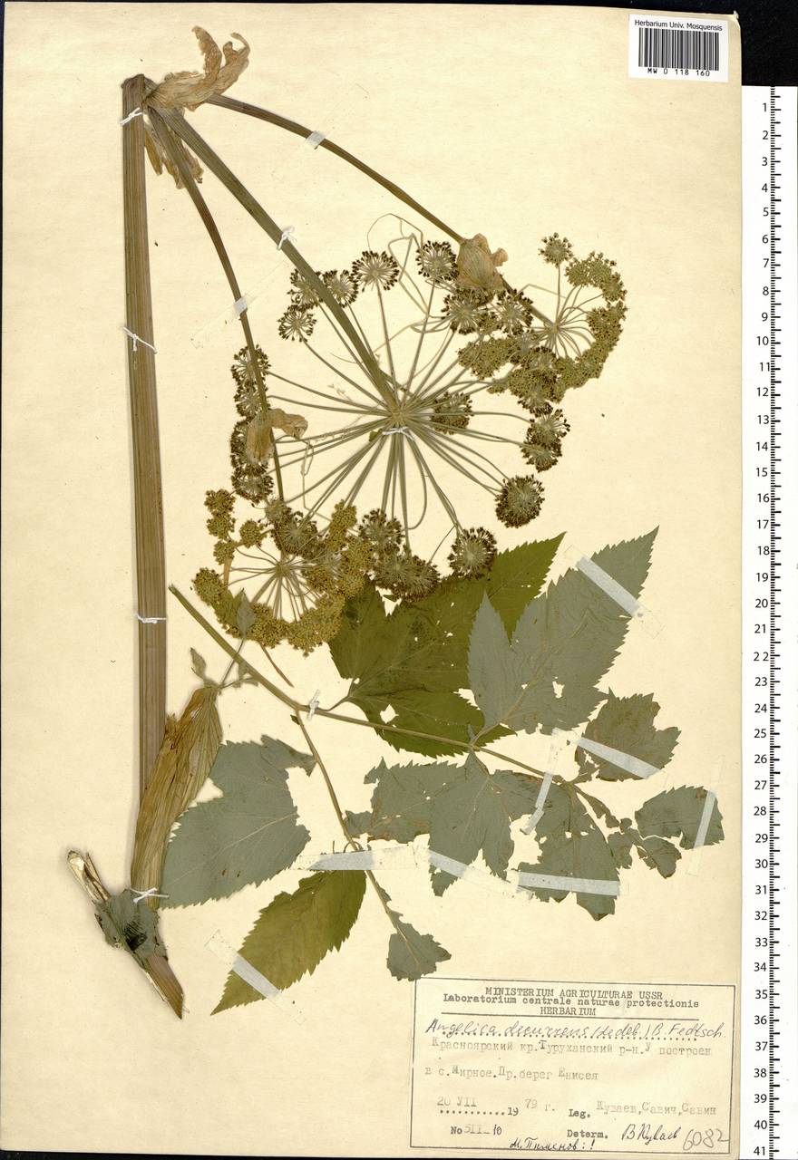 Дудник низбегающий, Дягиль низбегающий (Ledeb.) B. Fedtsch., Сибирь, Центральная Сибирь (S3) (Россия)