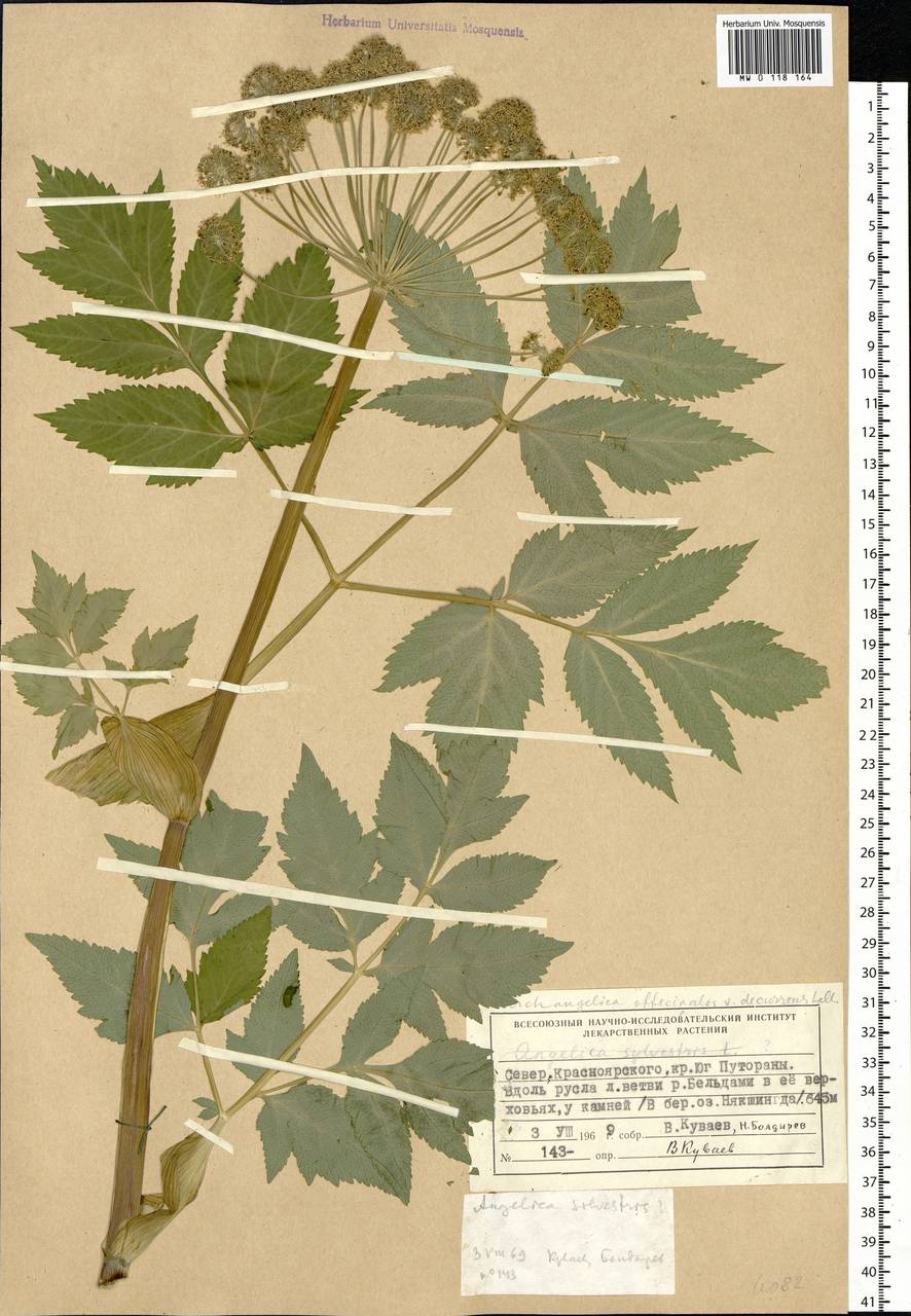 Дудник низбегающий, Дягиль низбегающий (Ledeb.) B. Fedtsch., Сибирь, Центральная Сибирь (S3) (Россия)