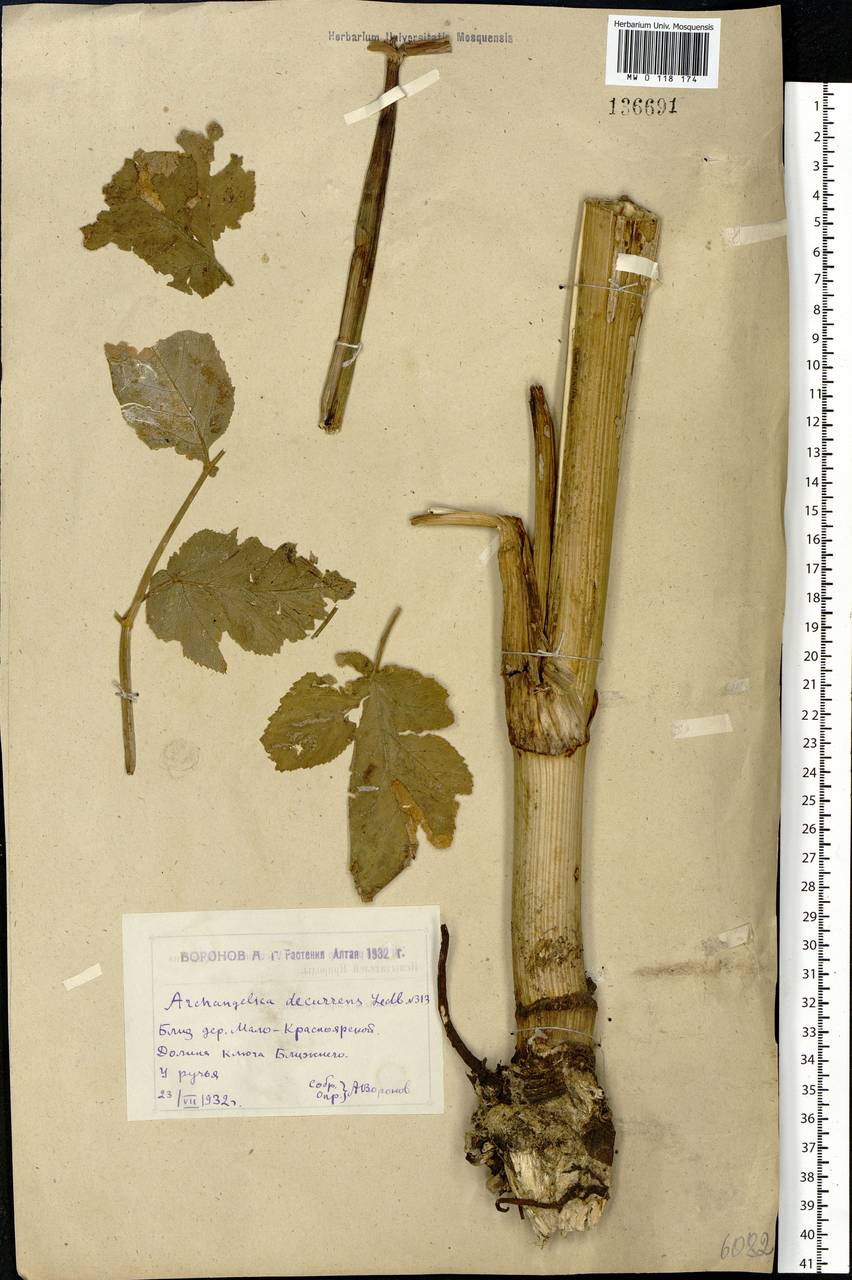 Дудник низбегающий, Дягиль низбегающий (Ledeb.) B. Fedtsch., Сибирь, Западный (Казахстанский) Алтай (S2a) (Казахстан)