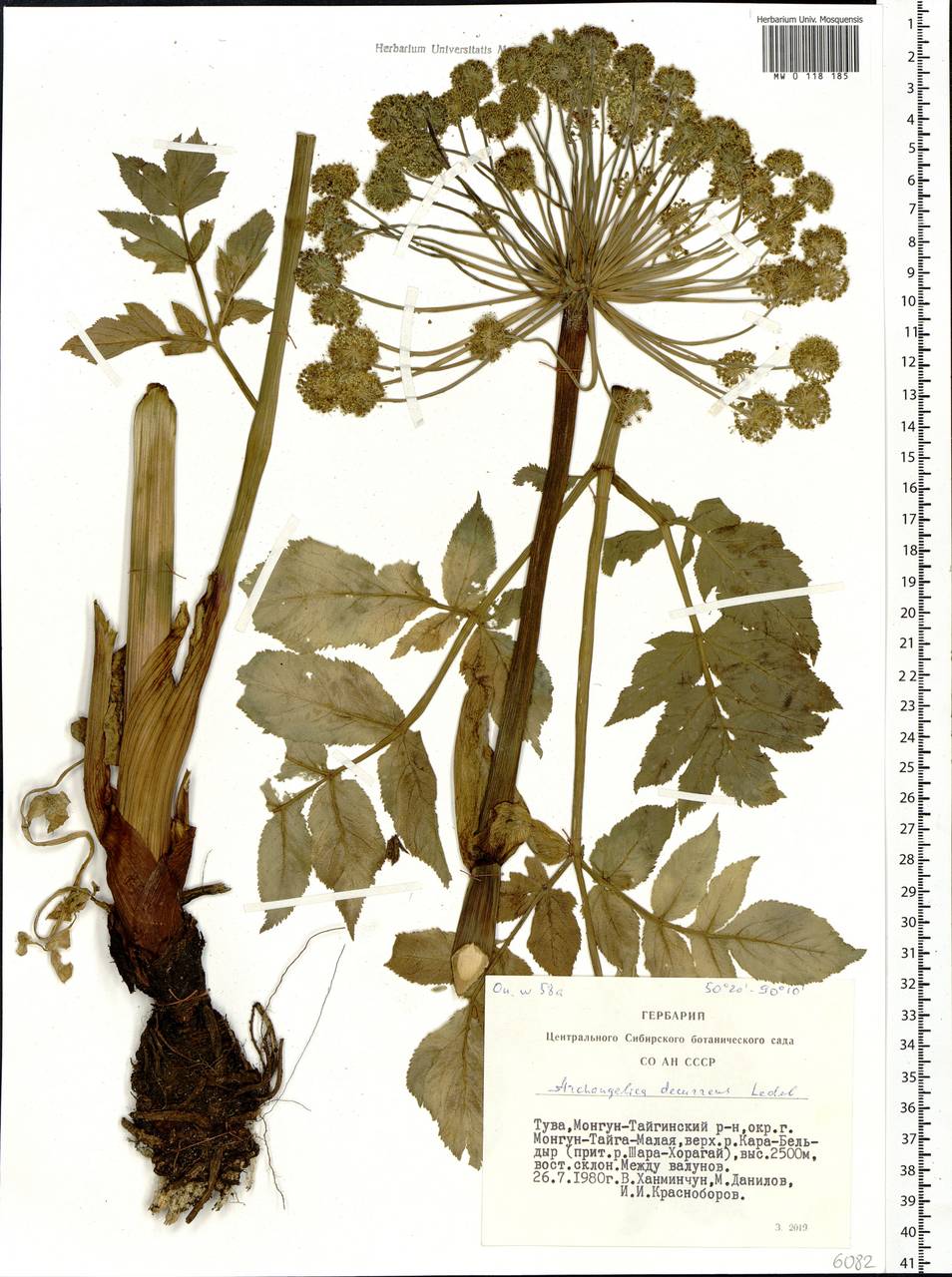 Дудник низбегающий, Дягиль низбегающий (Ledeb.) B. Fedtsch., Сибирь, Алтай и Саяны (S2) (Россия)