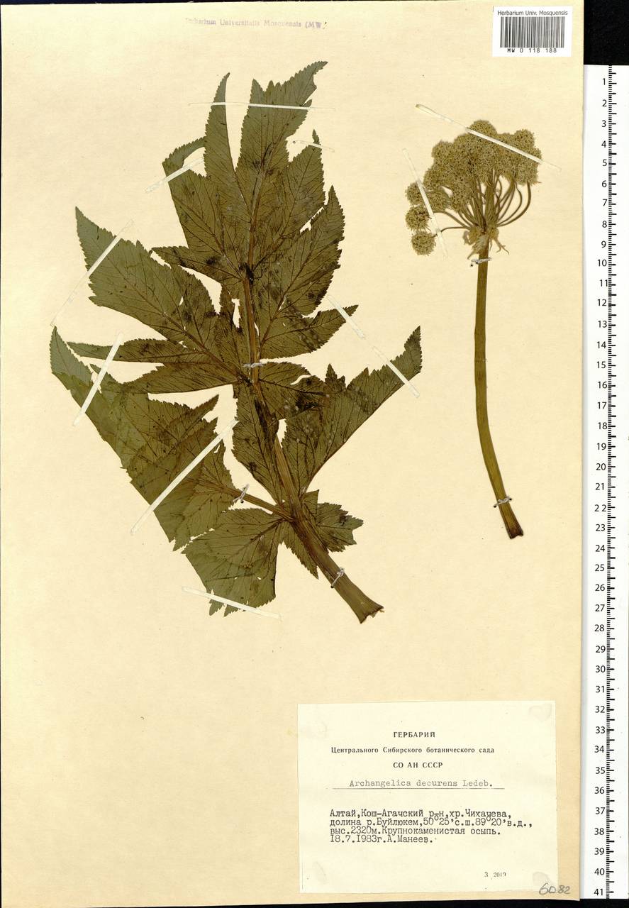 Дудник низбегающий, Дягиль низбегающий (Ledeb.) B. Fedtsch., Сибирь, Алтай и Саяны (S2) (Россия)