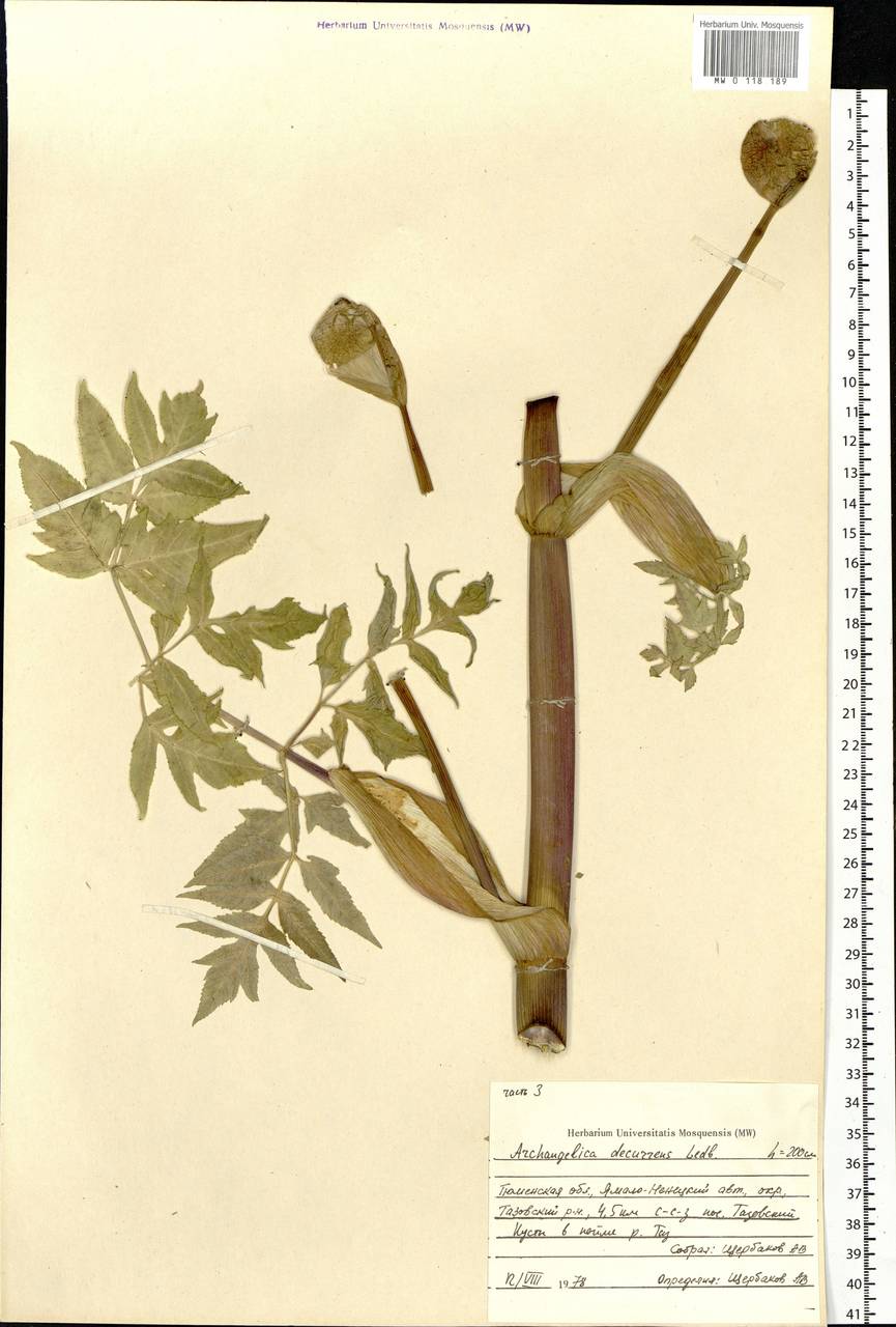 Дудник низбегающий, Дягиль низбегающий (Ledeb.) B. Fedtsch., Сибирь, Западная Сибирь (S1) (Россия)
