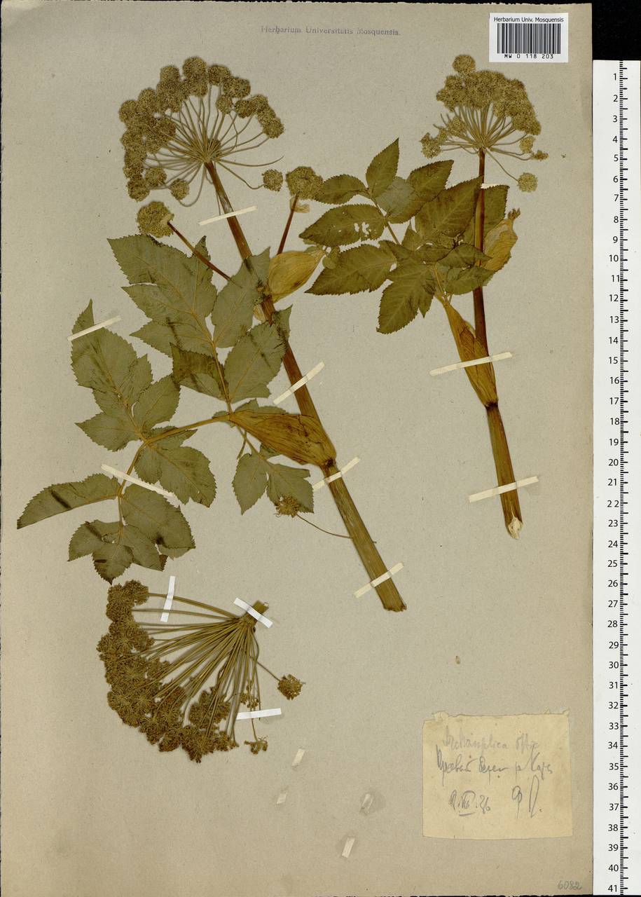 Дудник низбегающий, Дягиль низбегающий (Ledeb.) B. Fedtsch., Сибирь, Западная Сибирь (S1) (Россия)