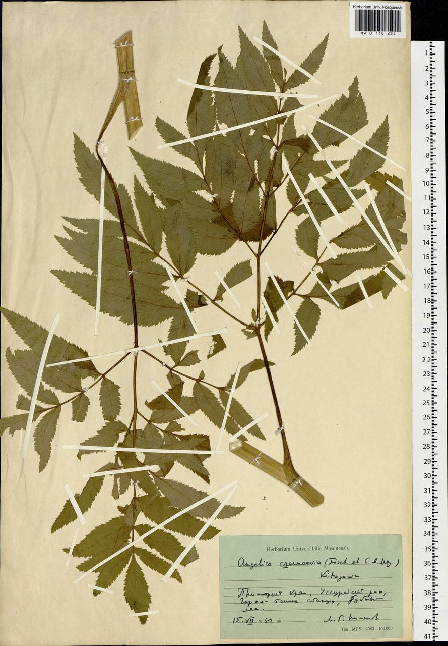 Дудник Черняева (Fisch. & C. A. Mey.) Kitag., Сибирь, Дальний Восток (S6) (Россия)