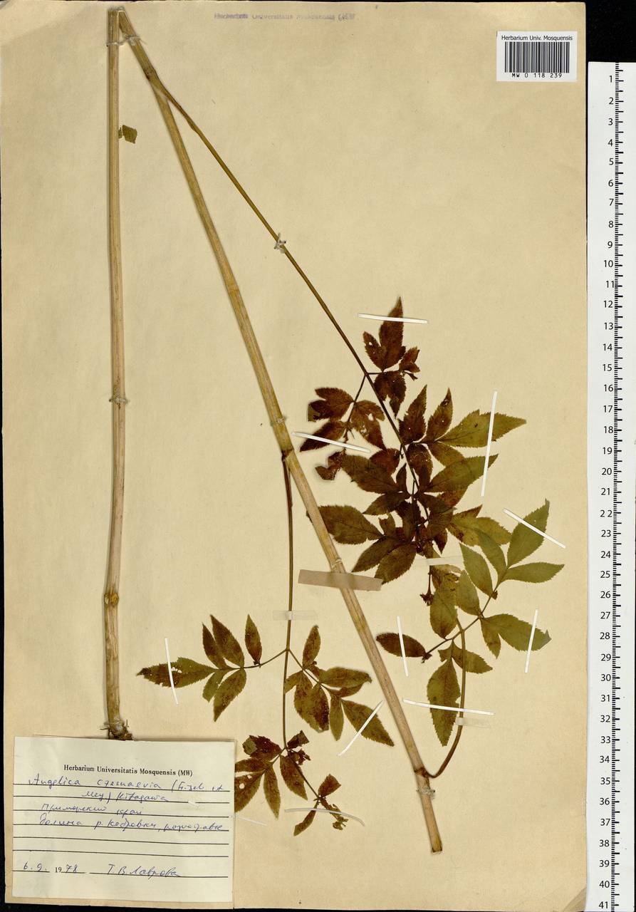 Дудник Черняева (Fisch. & C. A. Mey.) Kitag., Сибирь, Дальний Восток (S6) (Россия)