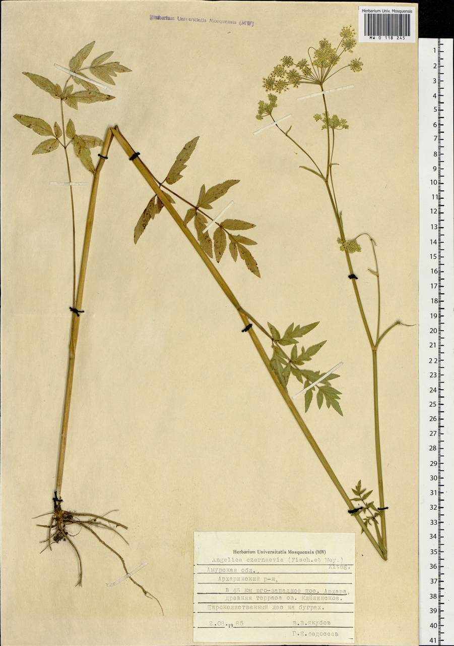 Дудник Черняева (Fisch. & C. A. Mey.) Kitag., Сибирь, Дальний Восток (S6) (Россия)
