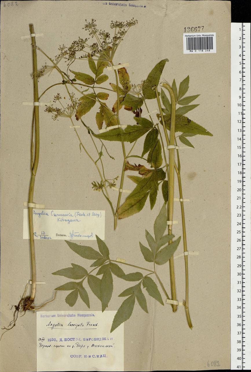 Дудник Черняева (Fisch. & C. A. Mey.) Kitag., Сибирь, Дальний Восток (S6) (Россия)