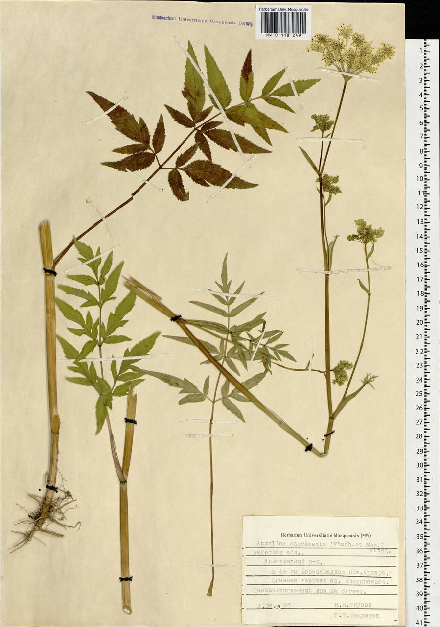 Дудник Черняева (Fisch. & C. A. Mey.) Kitag., Сибирь, Дальний Восток (S6) (Россия)