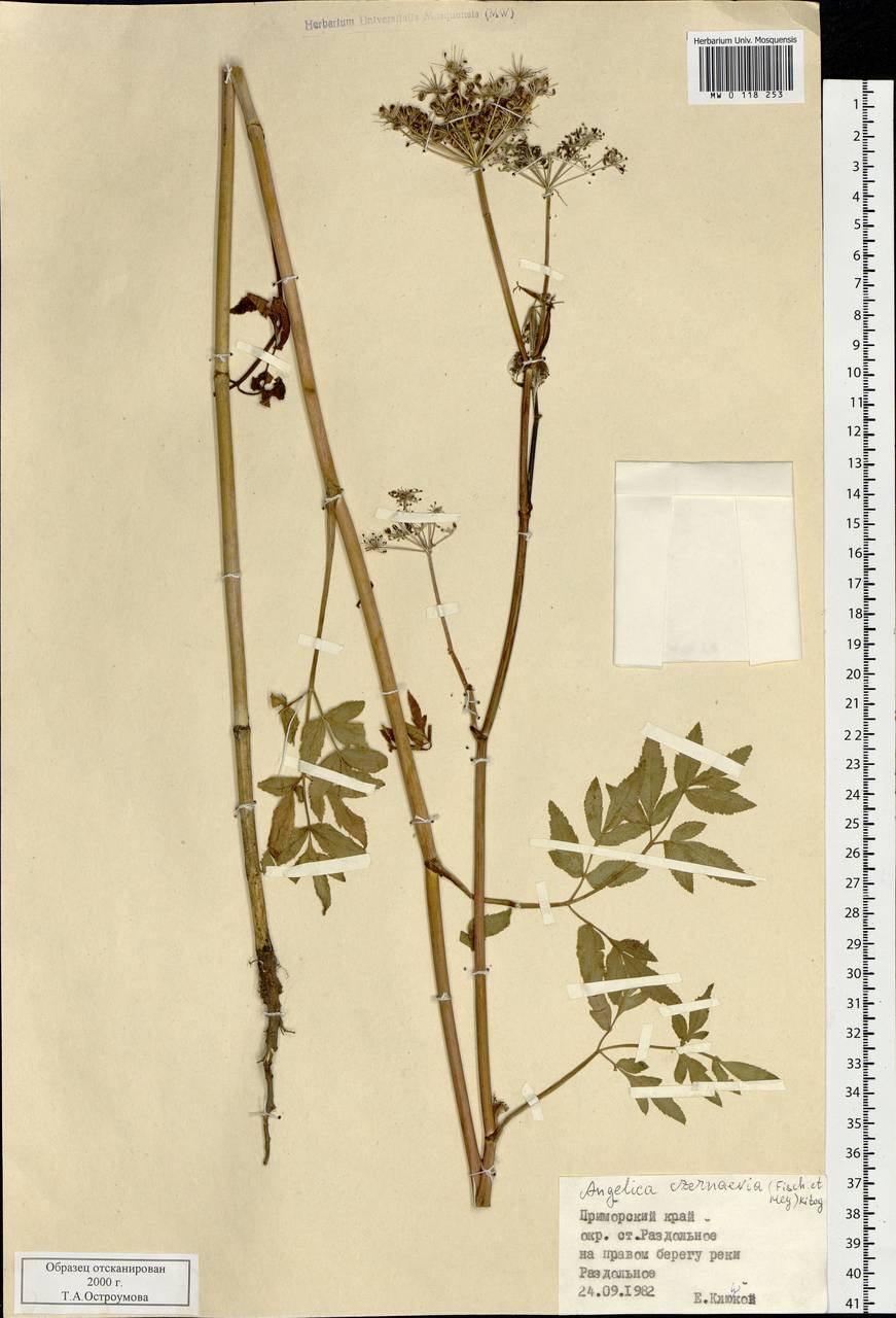 Дудник Черняева (Fisch. & C. A. Mey.) Kitag., Сибирь, Дальний Восток (S6) (Россия)