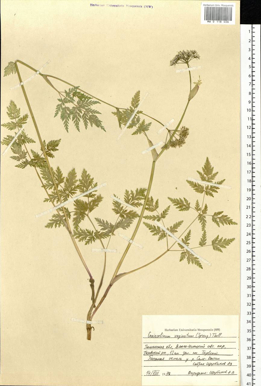 Гирчовник татарский Hoffm., Сибирь, Западная Сибирь (S1) (Россия)