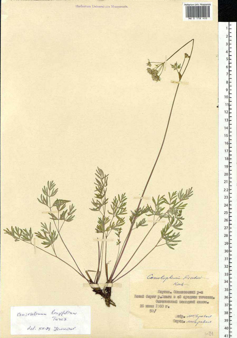 Гирчовник длиннолистный Turcz., Сибирь, Якутия (S5) (Россия)