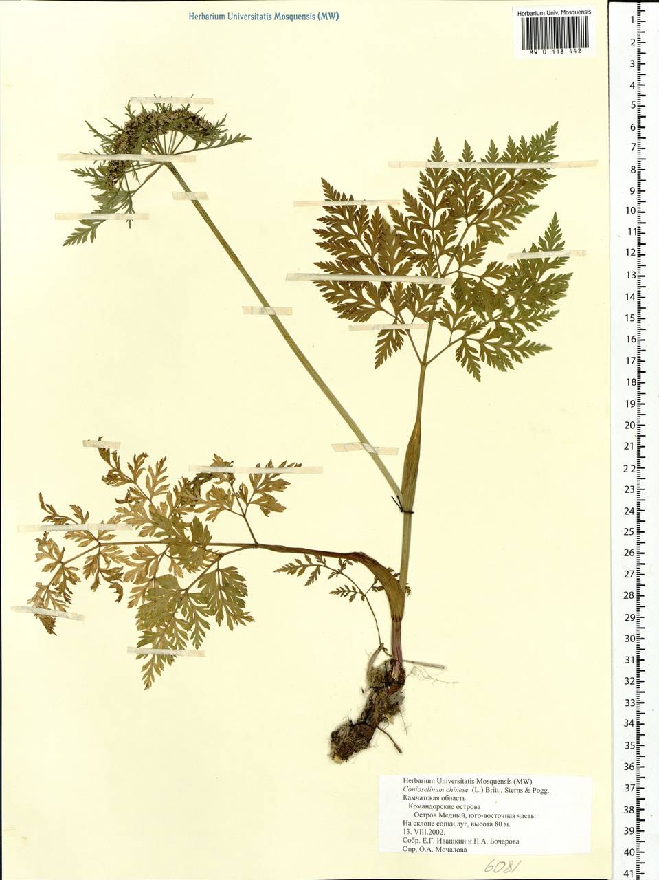 Kreidion chinensis (L.) Raf., Сибирь, Чукотка и Камчатка (S7) (Россия)
