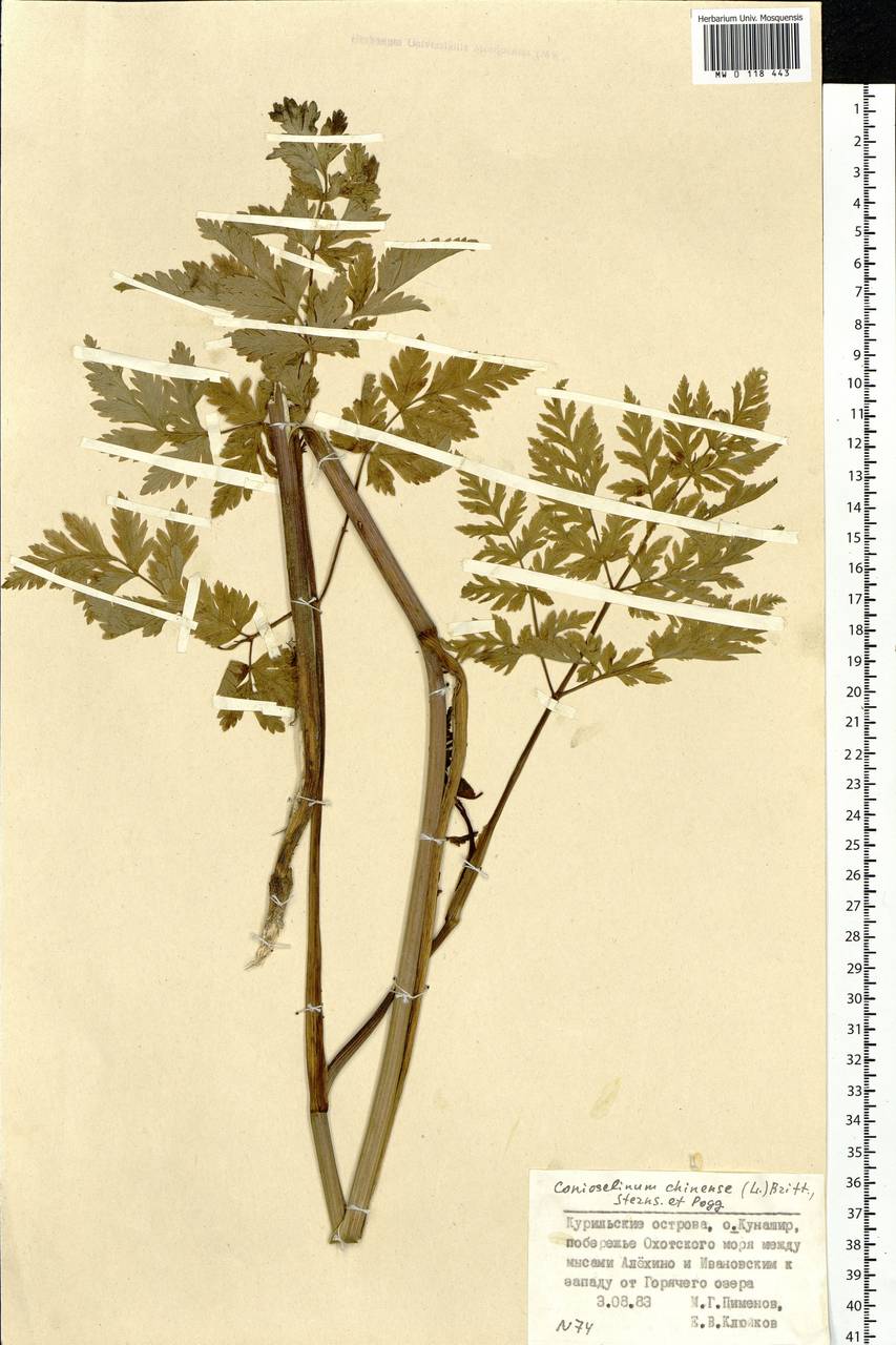 Kreidion chinensis (L.) Raf., Сибирь, Дальний Восток (S6) (Россия)