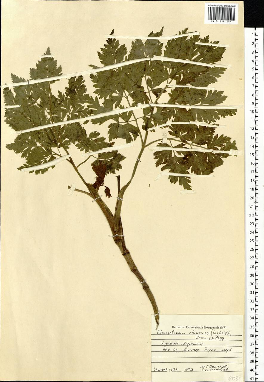 Kreidion chinensis (L.) Raf., Сибирь, Дальний Восток (S6) (Россия)
